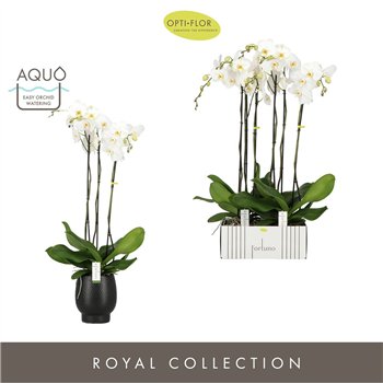 Orhideja Phalaenopsis wit Fortuno Alto 3 spike in Abruzzo Black Aquo18 fl  stems plnt 3000 gram 110cm 17cm Q3244