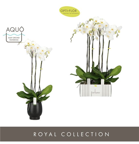 Orhideja Phalaenopsis wit Fortuno Alto 3 spike in Abruzzo Black Aquo18 fl  stems plnt 3000 gram 110cm 17cm Q3244