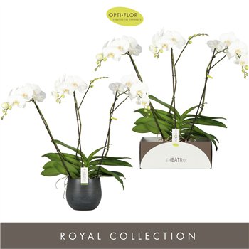 Orhideja Phalaenopsis wit Theatro Classico 3 spike in Esra Graphite 24 fl  stems plnt 3000 gram 85cm 17cm Q3251