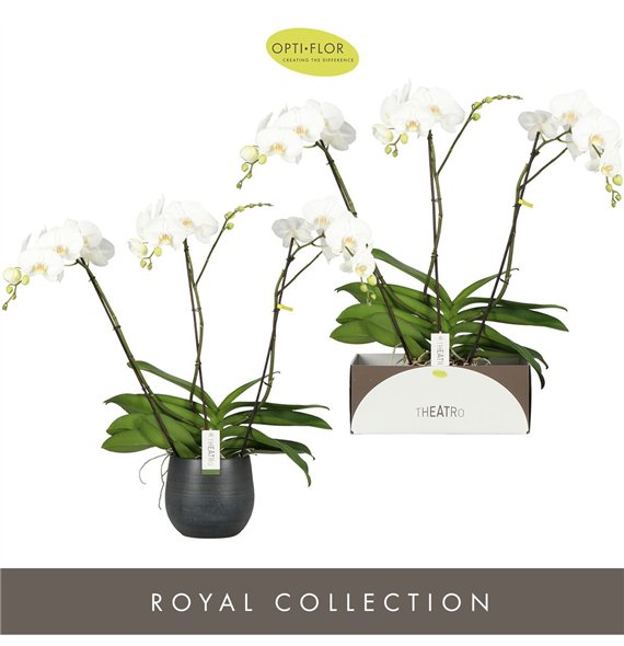 Orhideja Phalaenopsis wit Theatro Classico 3 spike in Esra Graphite 24 fl  stems plnt 3000 gram 85cm 17cm Q3251