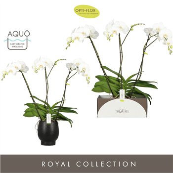 Orhideja Phalaenopsis wit Theatro Classico 3 spike in Abruzzo Black Aquo 24 fl  stems plnt 3000 gram 85cm 17cm Q3252