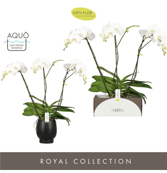 Orhideja Phalaenopsis wit Theatro Classico 3 spike in Abruzzo Black Aquo 24 fl  stems plnt 3000 gram 85cm 17cm Q3252