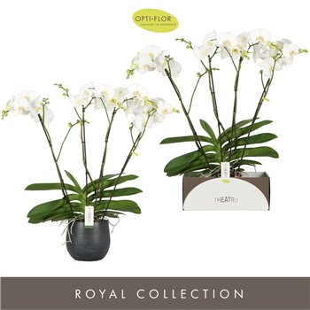 Orhideja Phalaenopsis wit Theatro Classico 4 spike in Esra Graphite 30 fl  stems plnt 3000 gram 85cm 17cm Q3262