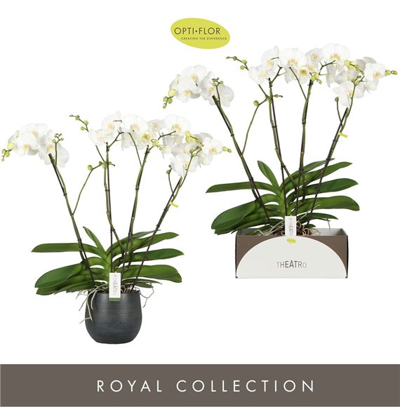 Orhideja Phalaenopsis wit Theatro Classico 4 spike in Esra Graphite 30 fl  stems plnt 3000 gram 85cm 17cm Q3262