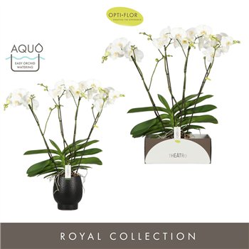 Orhideja Phalaenopsis wit Theatro Classico 4 spike in Abruzzo Black Aquo 30 fl  stems plnt 3000 gram 85cm 17cm Q3263