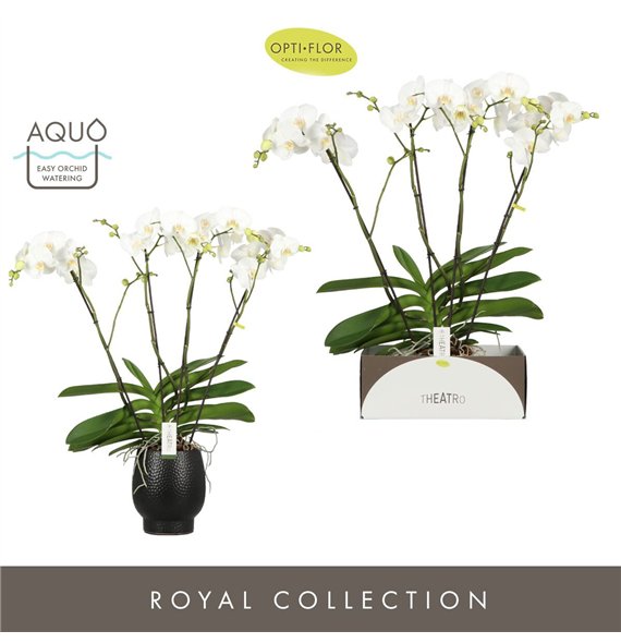 Orhideja Phalaenopsis wit Theatro Classico 4 spike in Abruzzo Black Aquo 30 fl  stems plnt 3000 gram 85cm 17cm Q3263