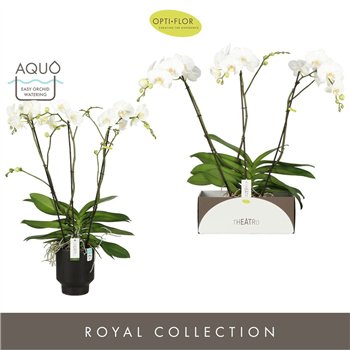 Orhideja Phalaenopsis wit Theatro Classico 3 spike in Emilia Dark Brown Aquo 24 fl  stems plnt 3000 gram 85cm 17cm Q3371