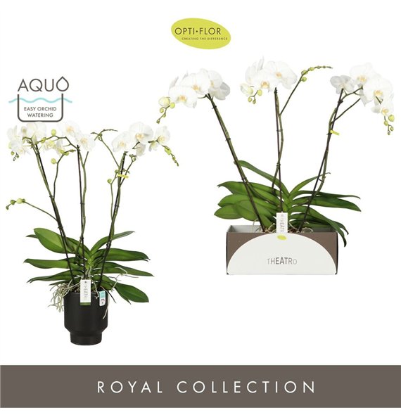 Orhideja Phalaenopsis wit Theatro Classico 3 spike in Emilia Dark Brown Aquo 24 fl  stems plnt 3000 gram 85cm 17cm Q3371