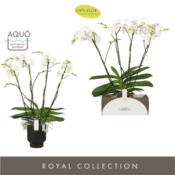 Orhideja Phalaenopsis wit Theatro Classico 4 spike in Emilia Dark Brown Aquo 30 fl  stems plnt 3000 gram 85cm 17cm Q3372