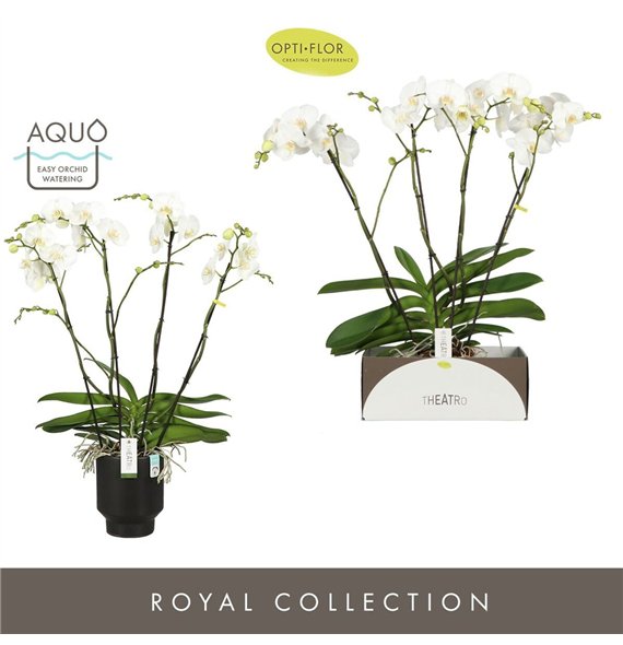 Orhideja Phalaenopsis wit Theatro Classico 4 spike in Emilia Dark Brown Aquo 30 fl  stems plnt 3000 gram 85cm 17cm Q3372
