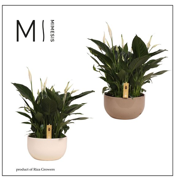 Spatifil pico cupido 5+ - In Lynn ceramic 55cm 26cm Q4800