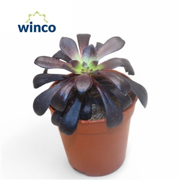 Aeonium Schwartzkopf 15cm 5.5cm Q64
