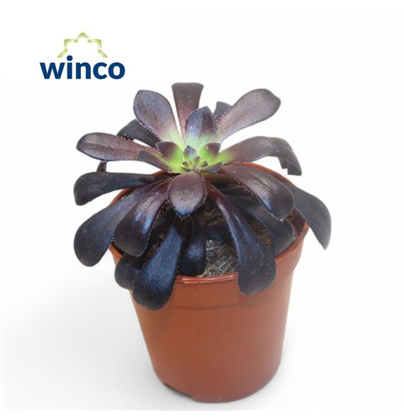 Aeonium Schwartzkopf 15cm 5.5cm Q64