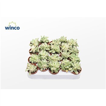 Aeonium Variagata1 pp 10cm 5.5cm Q68