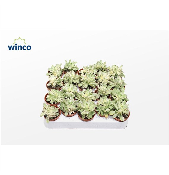 Aeonium Variagata1 pp 10cm 5.5cm Q68