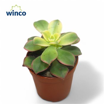 Aeonium Kiwi 12cm 5.5cm Q69