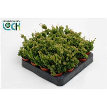 Rhipsalis mesembryanthemoides 10cm 5.5cm Q808