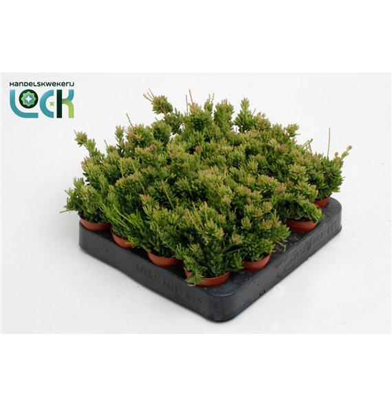 Rhipsalis mesembryanthemoides 10cm 5.5cm Q808