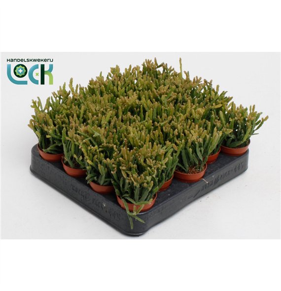 Rhipsalis ewaldiana 10cm 5.5cm Q814