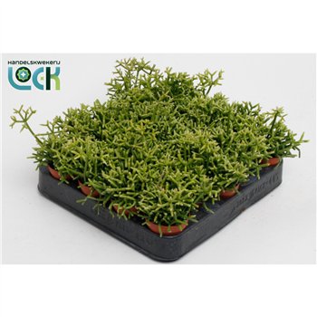 Rhipsalis heteroclada 10cm 5.5cm Q815