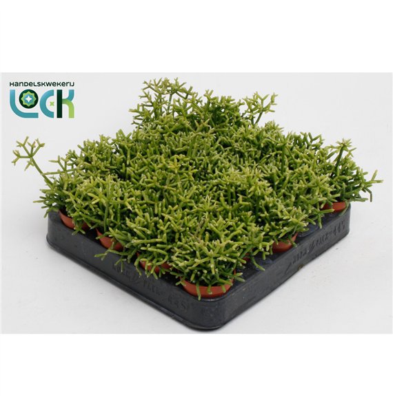 Rhipsalis heteroclada 10cm 5.5cm Q815