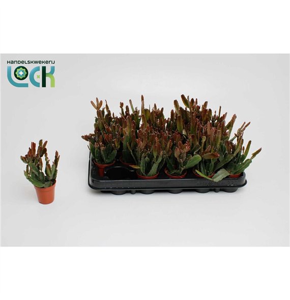 Rhipsalis agudoensis 15cm 5.5cm Q835