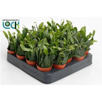 Rhipsalis Crispata 8cm 5.5cm Q836