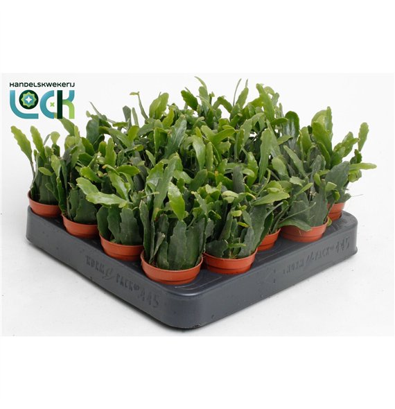 Rhipsalis Crispata 8cm 5.5cm Q836
