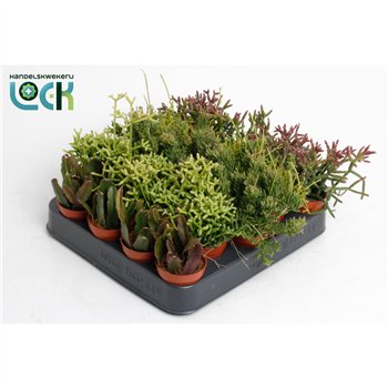 Rhipsalis mix 10cm 5.5cm Q843