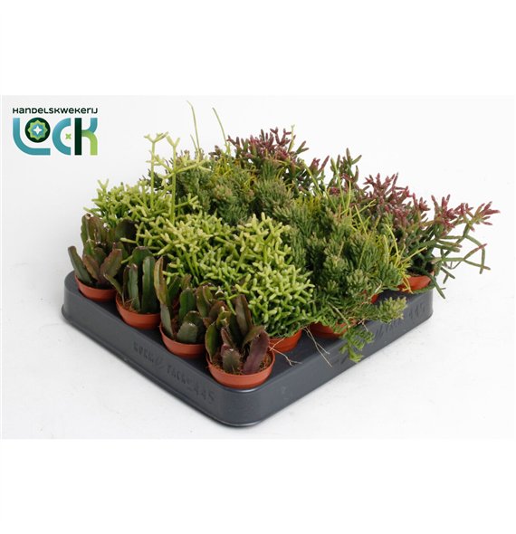 Rhipsalis mix 10cm 5.5cm Q843