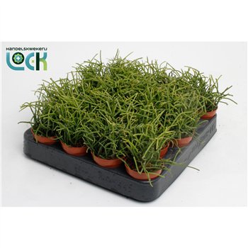 Rhipsalis baccifera oasis 8cm 5.5cm Q880