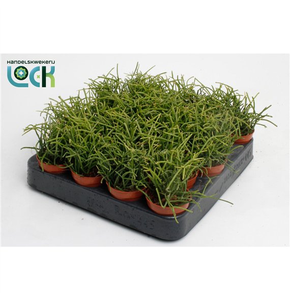 Rhipsalis baccifera oasis 8cm 5.5cm Q880