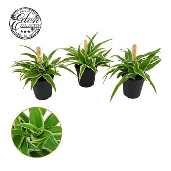 Chlorophytum ocean Ocean 5 5cm 10cm 5.5cm Q1088
