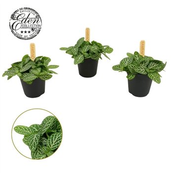 Fittonia verschaffeltii Verschaffeltii 5 5cm 10cm 5.5cm Q1822