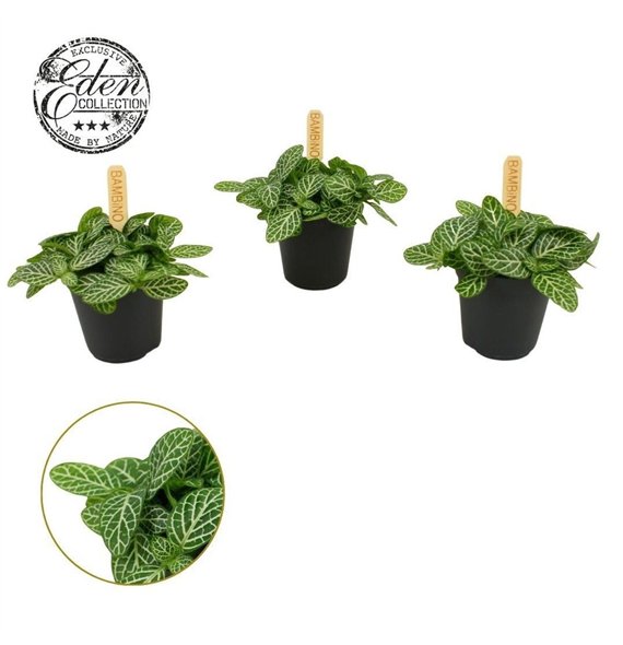 Fittonia verschaffeltii Verschaffeltii 5 5cm 10cm 5.5cm Q1822