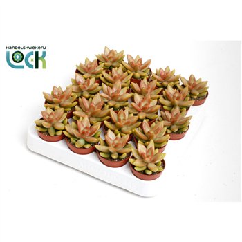 Sedum Adolphii 10cm 5.5cm Q1887