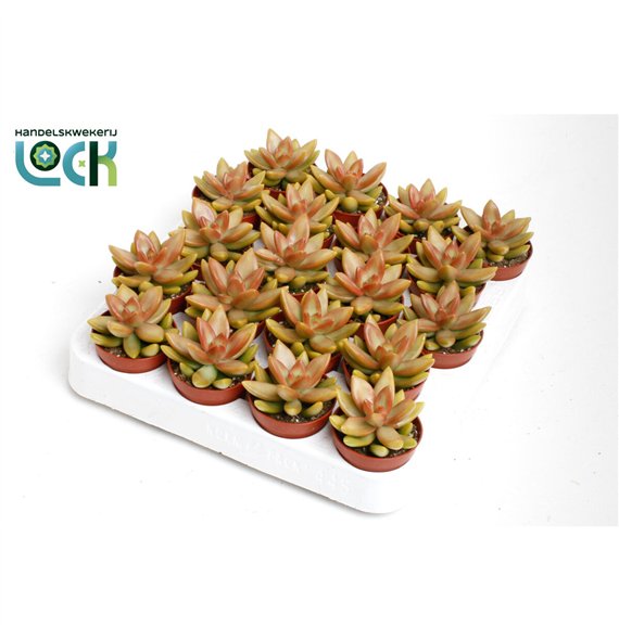 Sedum Adolphii 10cm 5.5cm Q1887