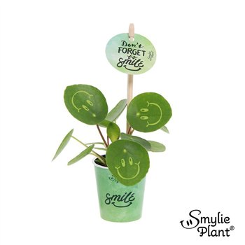 Pilea peperomioides Smylie Plant® ? - Happy in papercup 5 cm diameter 1 pp 10cm 5.5cm Q2704