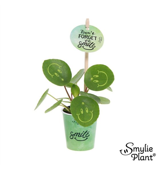 Pilea peperomioides Smylie Plant® ? - Happy in papercup 5 cm diameter 1 pp 10cm 5.5cm Q2704