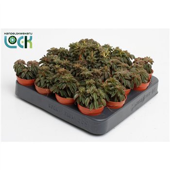 Peperomia Silver Spark tanz3 pp 10cm 5.5cm Q2716