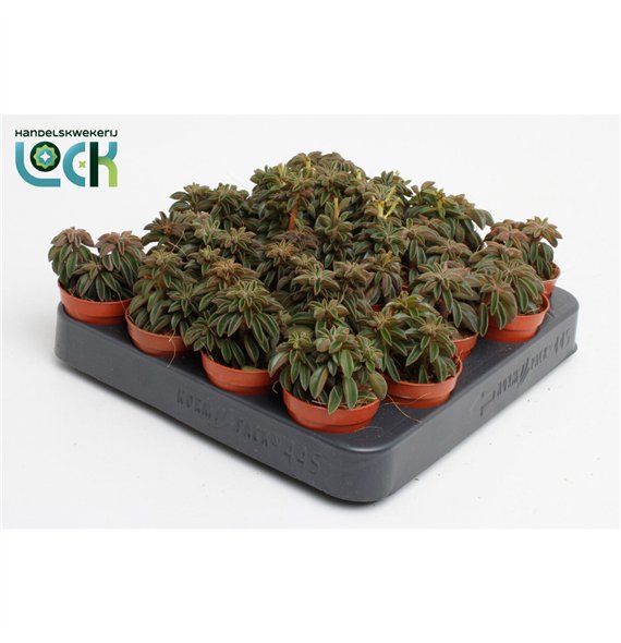 Peperomia Silver Spark tanz3 pp 10cm 5.5cm Q2716