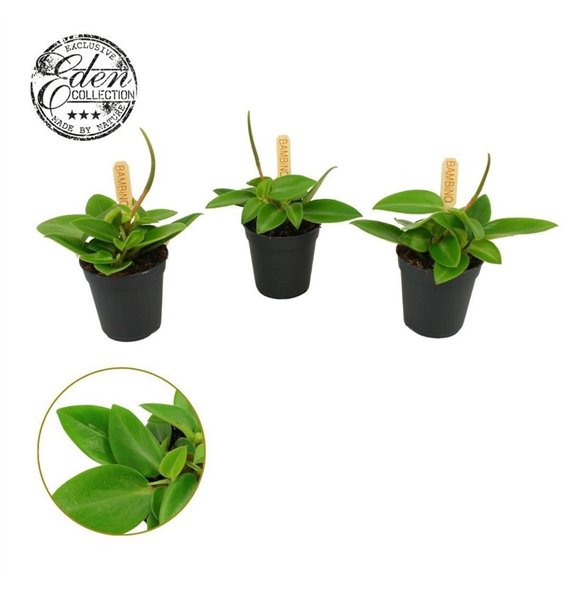 Peperomia pixie Pixie 5 5cm 10cm 5.5cm Q2717