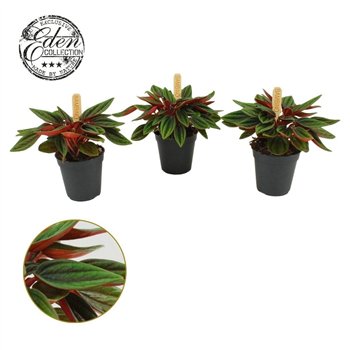 Peperomia caperata rosso Rosso 5 5cm 1 pp 10cm 5.5cm Q2720