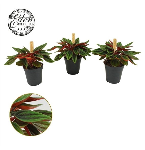 Peperomia caperata rosso Rosso 5 5cm 1 pp 10cm 5.5cm Q2720