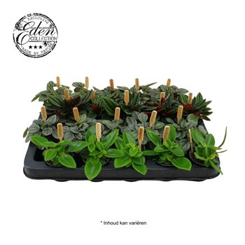 Peperomia mix mixed 5 5cm 10cm 5.5cm Q2721
