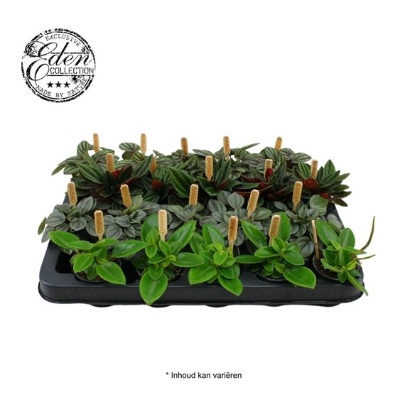 Peperomia mix mixed 5 5cm 10cm 5.5cm Q2721