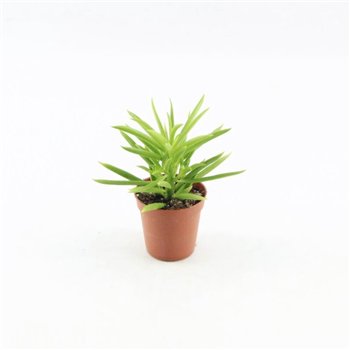 Peperomia happy bean Happy Bean1 pp 10cm 5.5cm Q2722