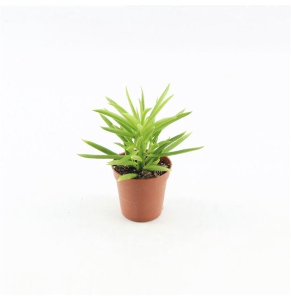 Peperomia happy bean Happy Bean1 pp 10cm 5.5cm Q2722