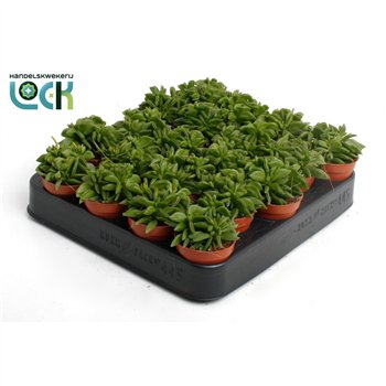 Peperomia happy bean Green Spark3 pp 10cm 5.5cm Q2723