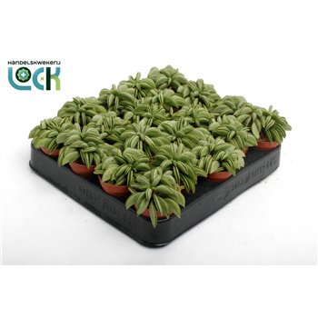 Peperomia happy bean Happy Bean Tanz3 pp 10cm 5.5cm Q2727